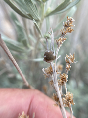 Rhopalomyia obovata