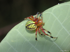 Araneus guttatus