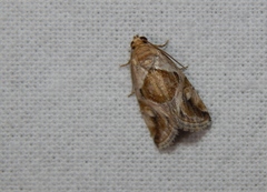 Deltote johnjoannoui