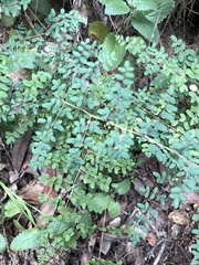 Pellaea andromedifolia