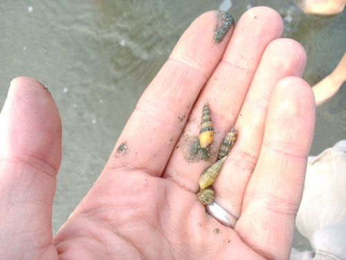Mazatlania fulgurata
