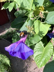 Xylocopa frontalis
