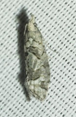 Epinotia subviridis