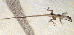Anolis sagrei