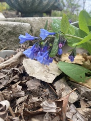 Mertensia virginica