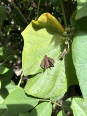 Cymaenes odilia