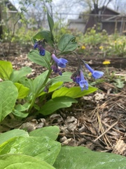 Mertensia virginica