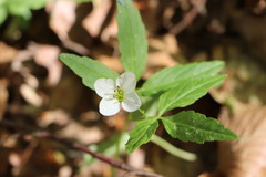 Cardamine waldsteinii