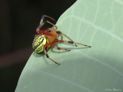 Araneus guttatus