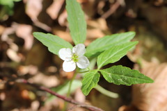 Cardamine waldsteinii