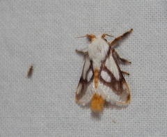 Parapluda invitabilis