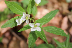 Cardamine waldsteinii