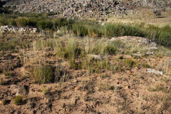 Restio gaudichaudianus