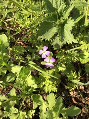 Malcolmia maritima