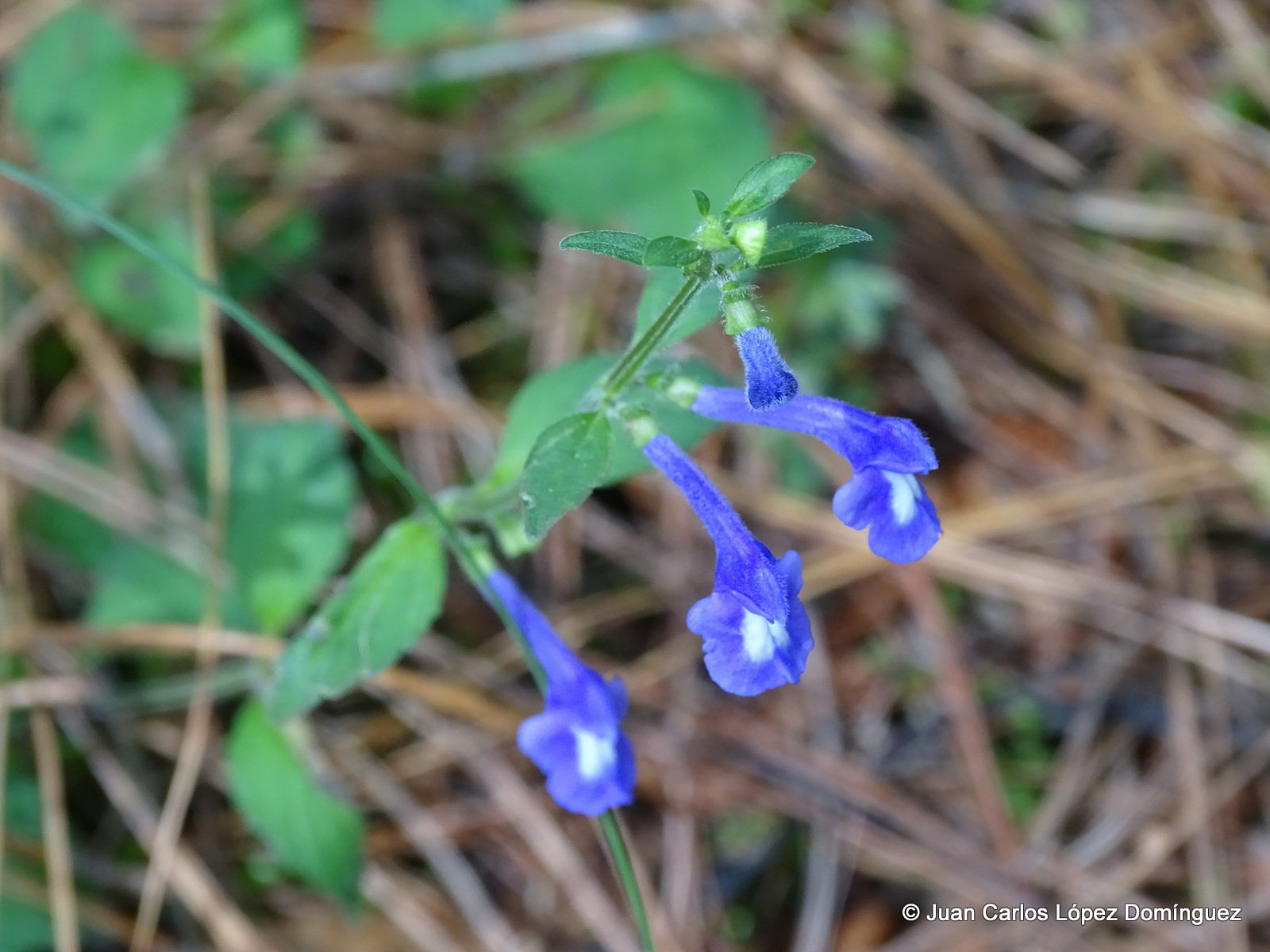 Scutellaria dumetorum