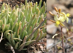 Bulbine succulenta