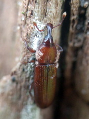 Cossonus linearis
