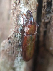 Cossonus linearis