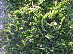 Biserrula pelecinus