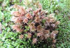 Sphagnum compactum