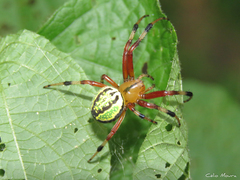 Araneus guttatus