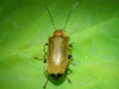 Osphya bipunctata