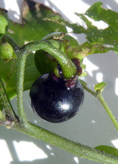 Solanum opacum