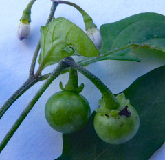 Solanum opacum