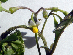 Solanum opacum