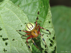 Araneus guttatus