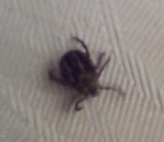 Dermacentor reticulatus