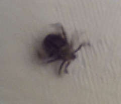 Dermacentor reticulatus