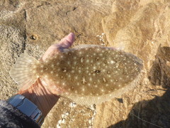 Pseudorhombus jenynsii