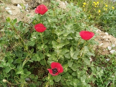 Papaver rhoeas