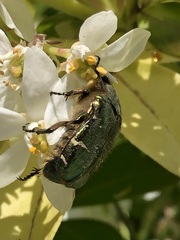 Cetonia aurata