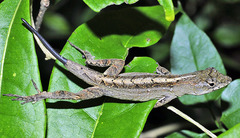 Anolis sagrei