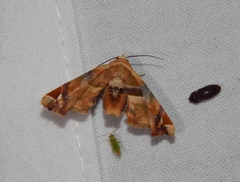 Eutelia callichroma