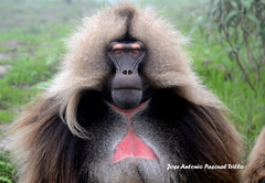 Theropithecus gelada