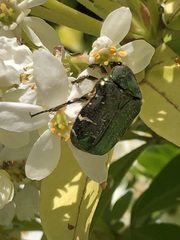 Cetonia aurata