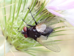 Leucostomatini