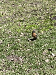 Turdus migratorius