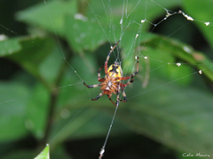 Araneus guttatus