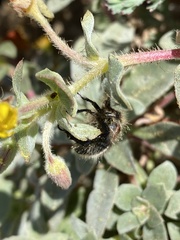 Paracotalpa