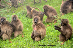 Theropithecus gelada