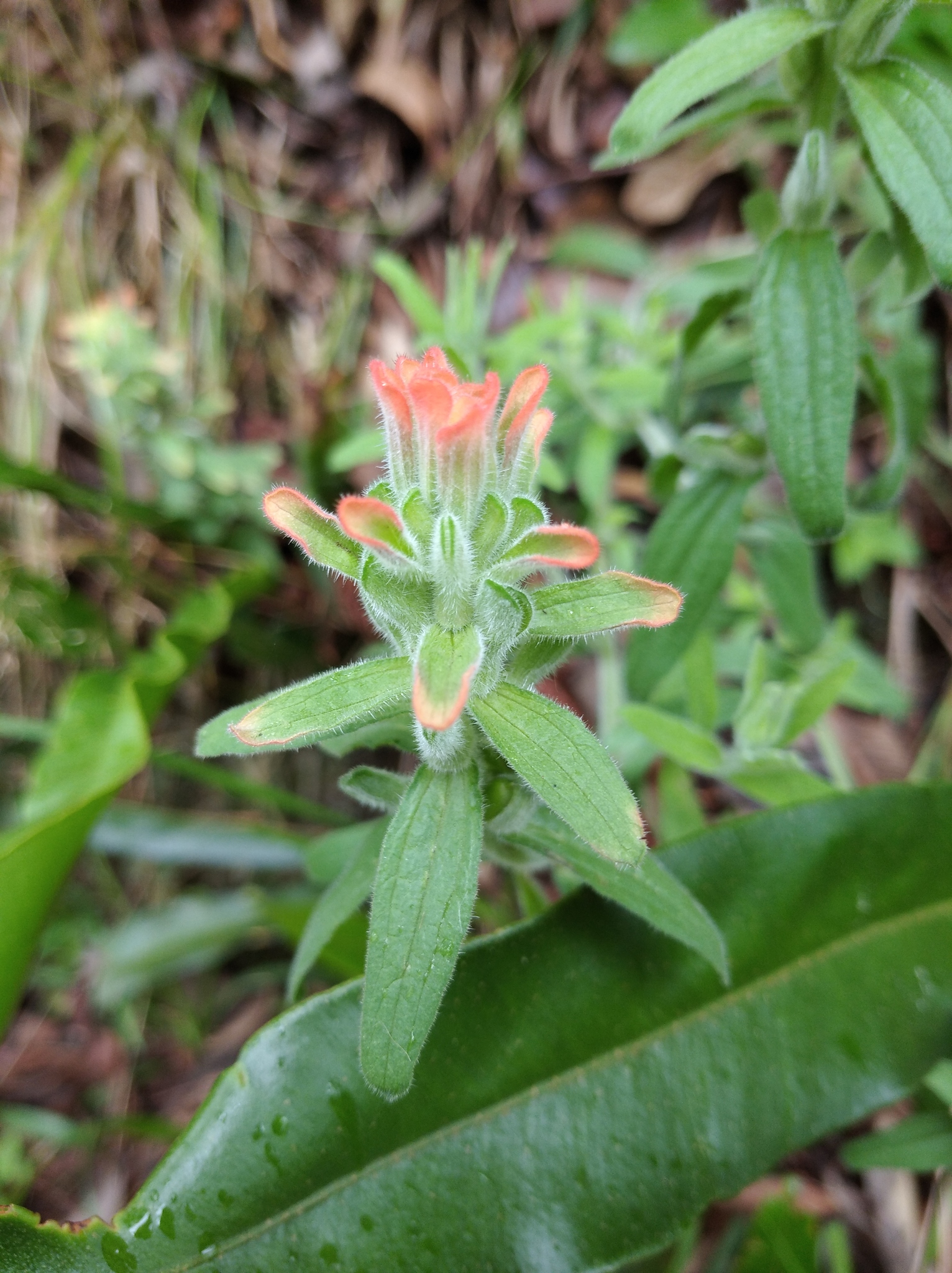 Orobanchaceae image