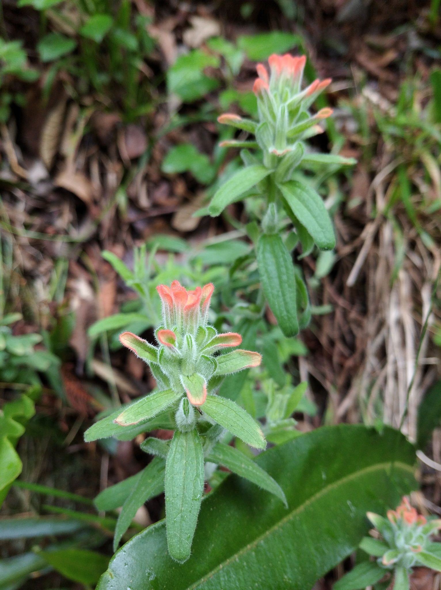 Castilleja image