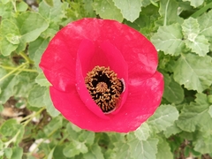 Papaver rhoeas