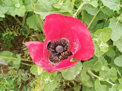 Papaver rhoeas