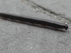 Pachyiulus oenologus