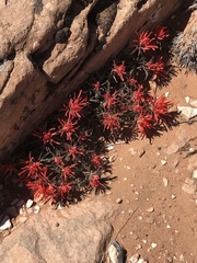 Castilleja scabrida scabrida